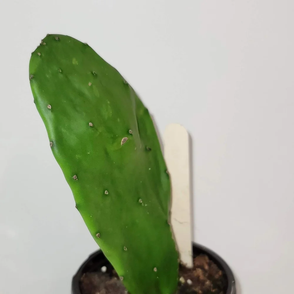 Nopal Cactus Plant with Roots In a Four Inch Pot for Terrariums And Home Decor.